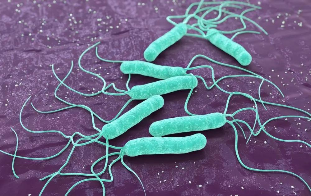 从抵抗细菌到对抗病毒:小小益生菌,拥有大力量