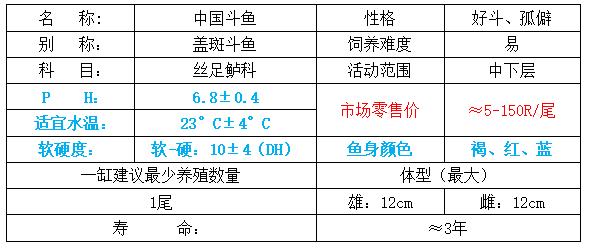 圆尾斗鱼能和泰国斗鱼杂交吗,圆尾斗鱼观赏鱼