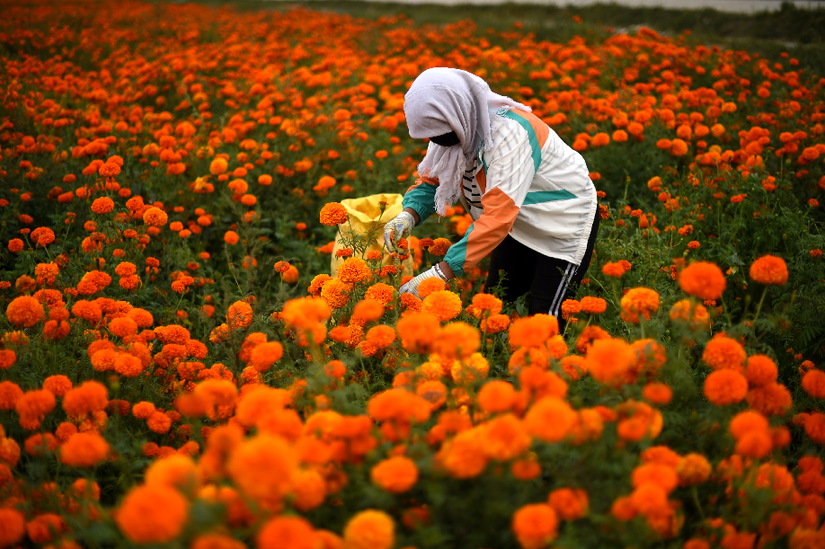 与沙漠掰了70年手腕,这块绿洲如此“倔强”