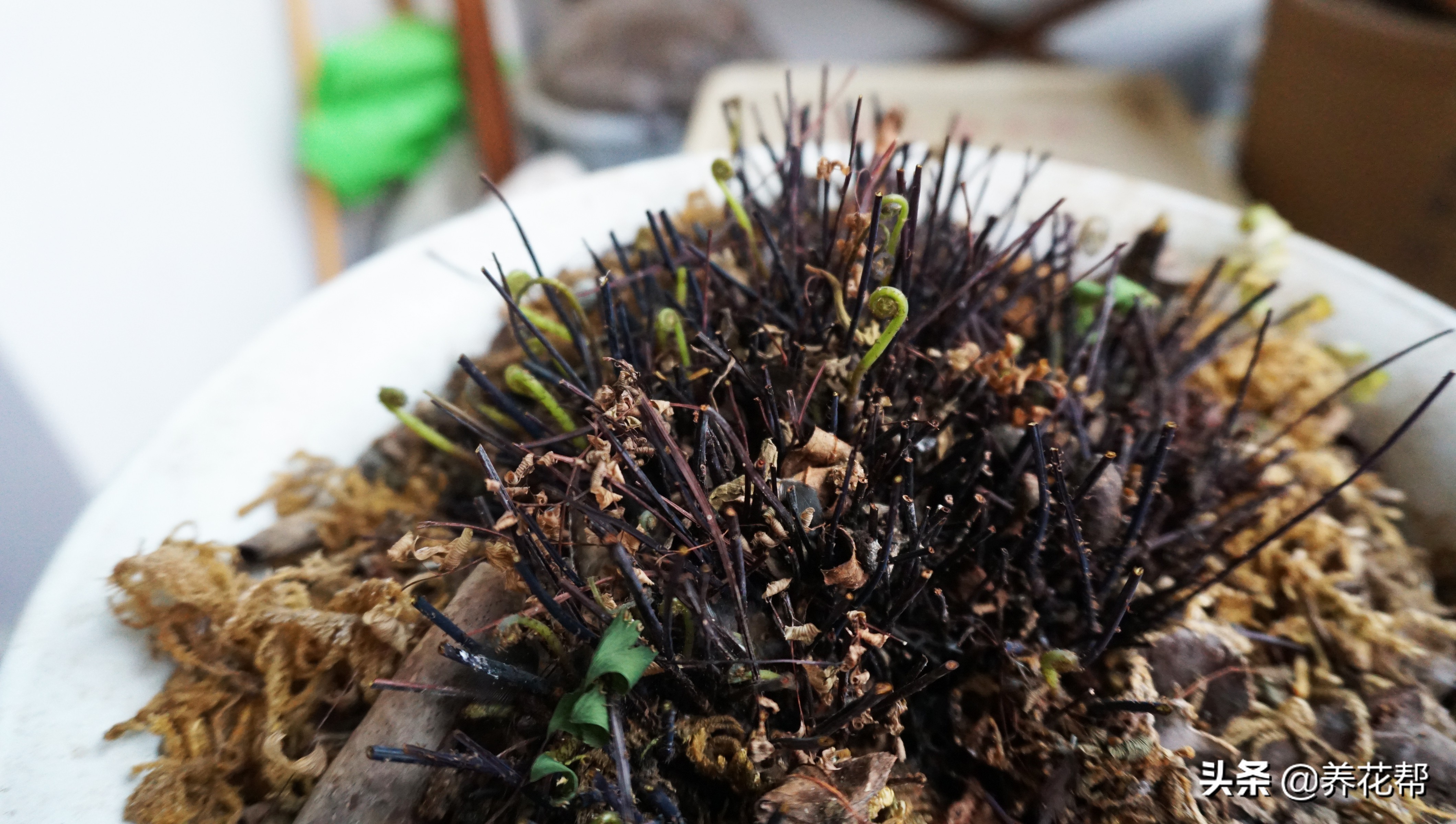 铁线蕨枯叶、黄叶不必慌,这样处理明年照样长爆盆