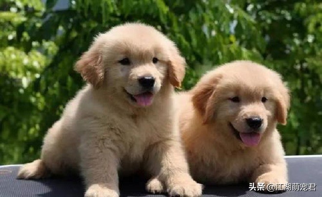 怎么解决金毛的坏习惯,金毛出门遛狗它不愿意走怎么办