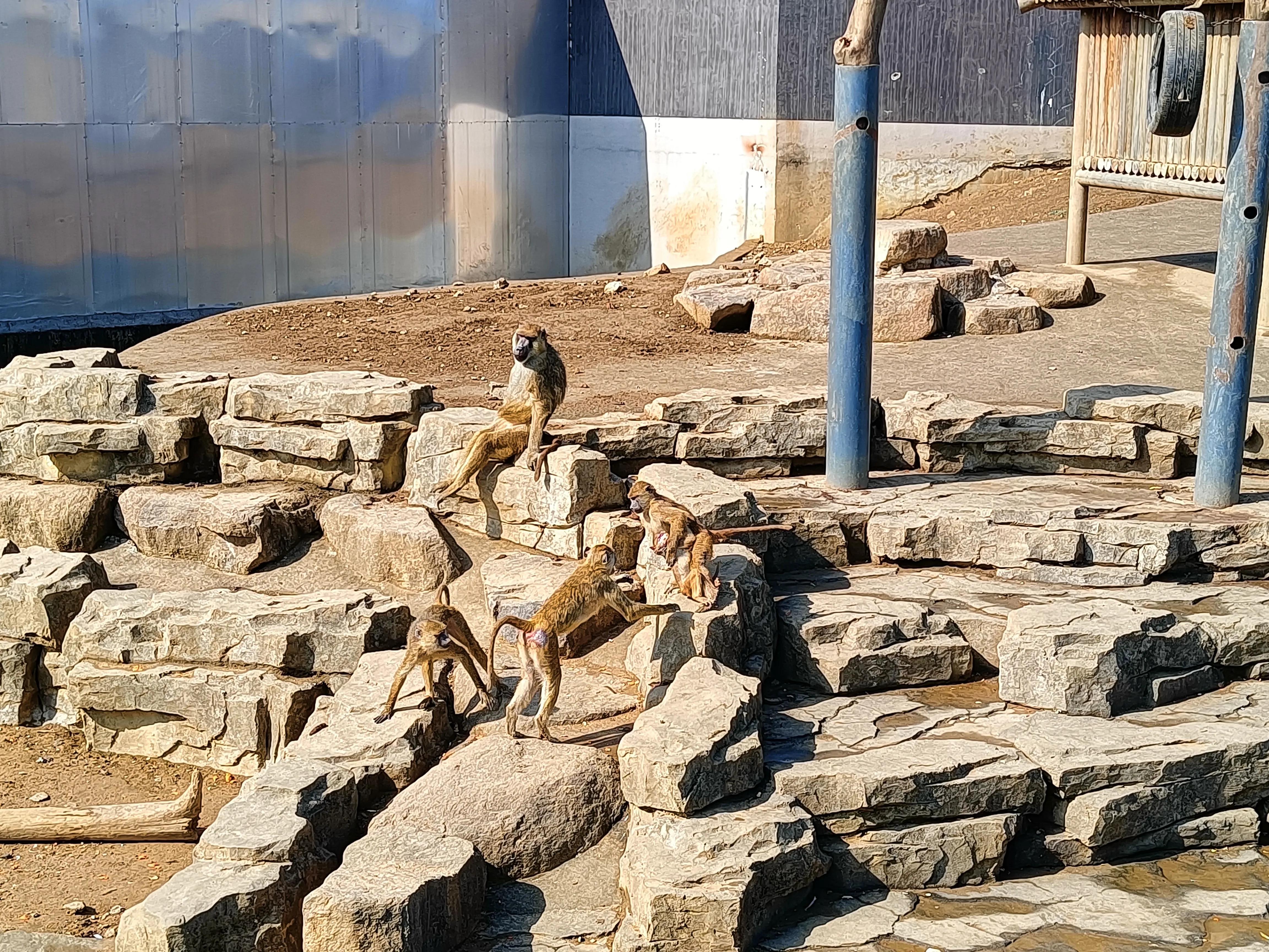 上方山森林公园作文,上方山森林公园动物世界