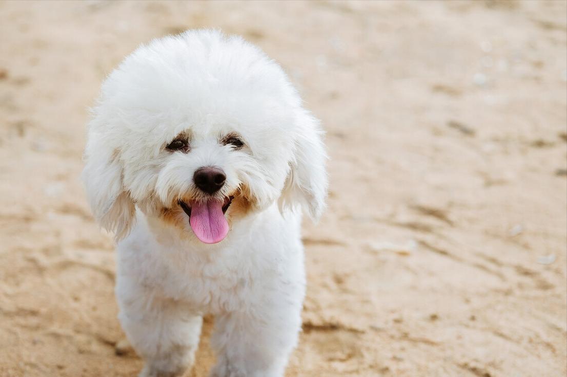 比熊犬多少斤算是标准体重,比熊犬的标准体重是多少