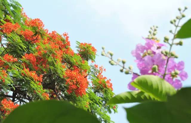 毕业季的凤凰花和栀子花,毕业季凤凰花开的时候