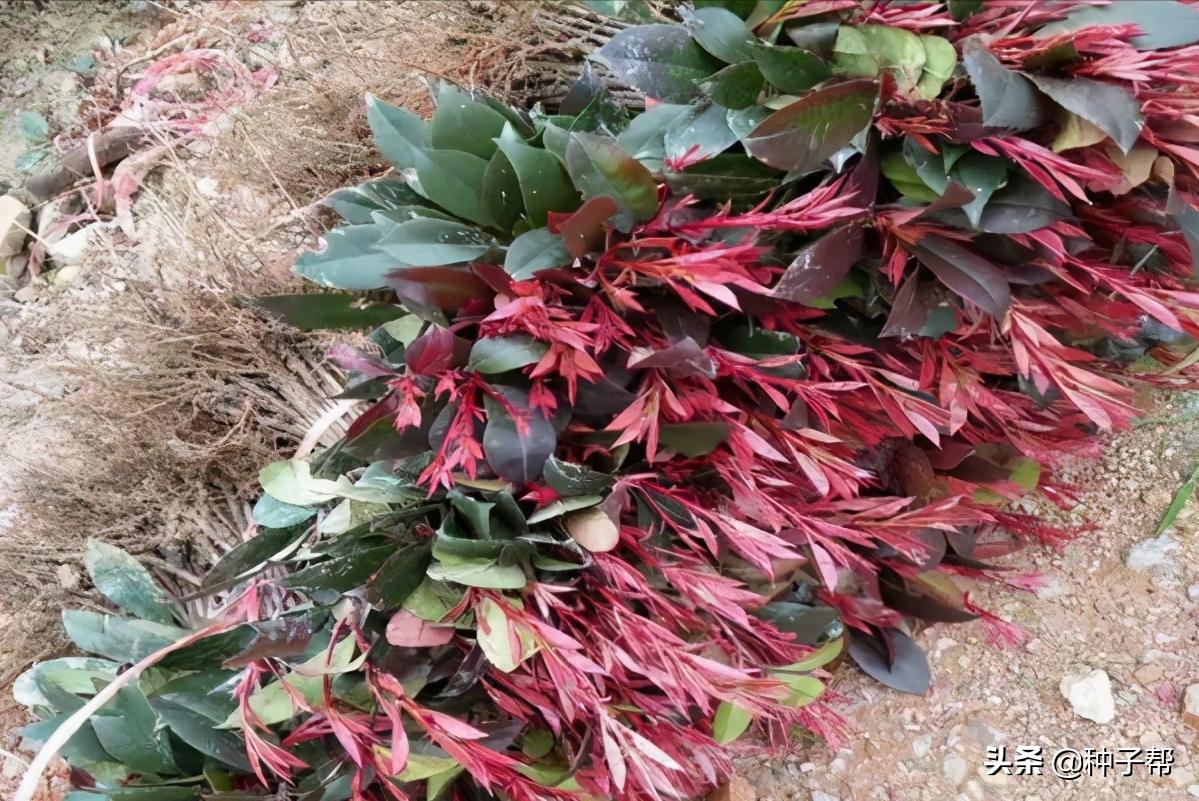 大的红叶石楠修剪成什么样子好看,红叶石楠修剪技巧初学