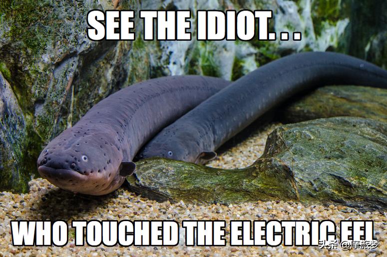 玩了一下电鳗,他口吐白沫倒下了