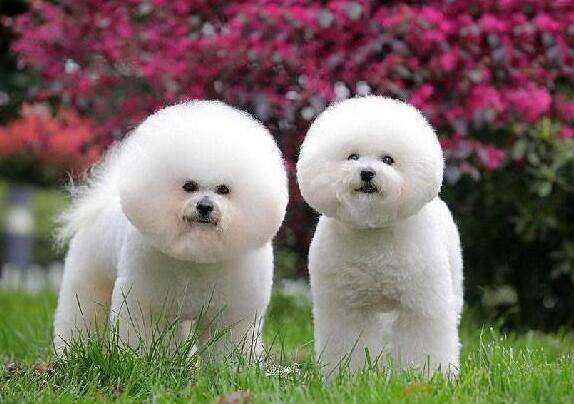 最伤狗的饲养方法是什么,养比熊犬要注意些什么