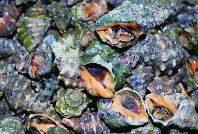 防城港怎么吃海鲜便宜不被坑,防城港干货海鲜有哪些