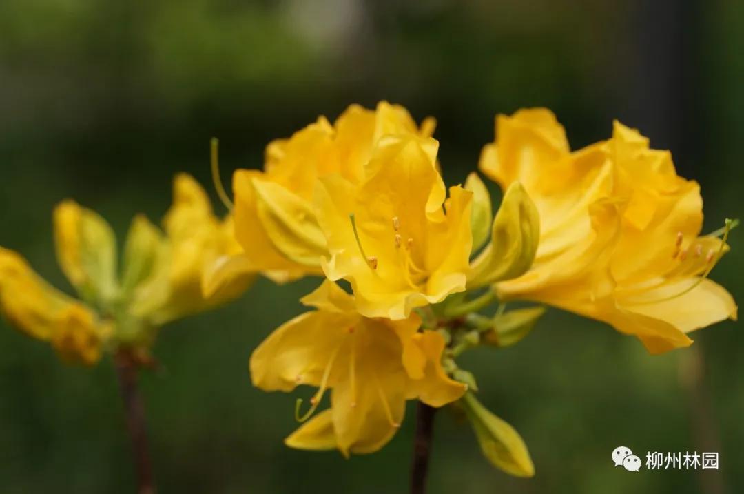 柳州柳侯公园有什么景物,柳州柳侯公园值得打卡