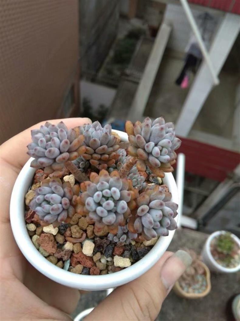 多肉老桩怎样养才粗壮,拇指盆多肉老桩