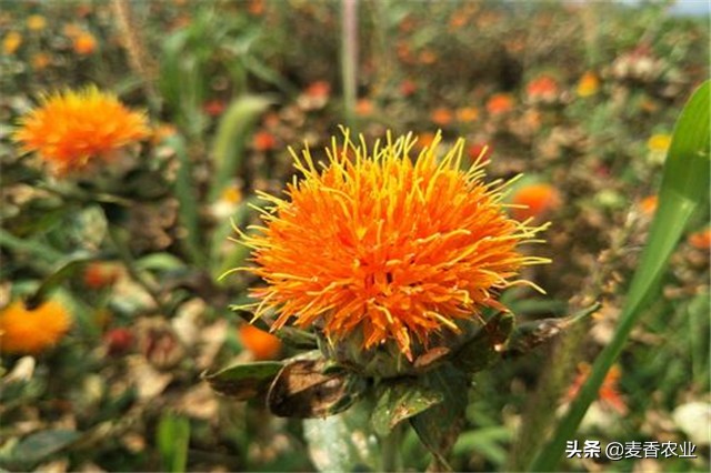 红花的种植方法与注意事项,红花种植方法及注意事项