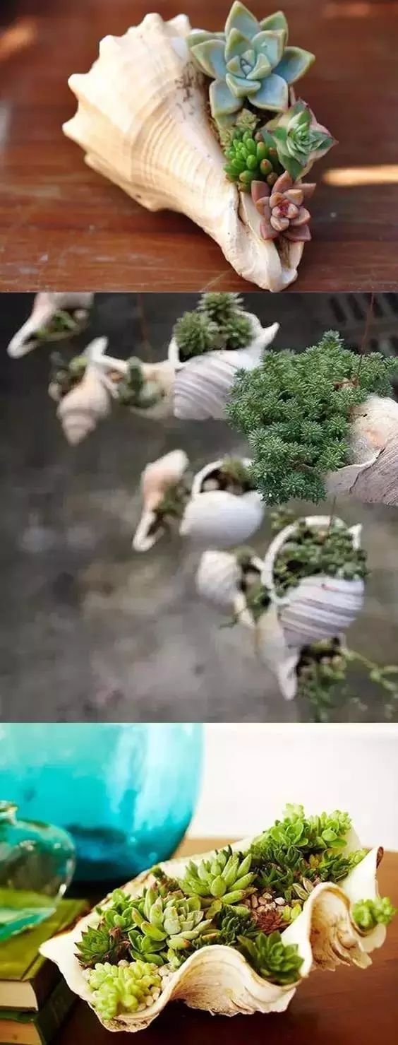 老外的多肉盆景惊艳了世界,多肉庭院美极了