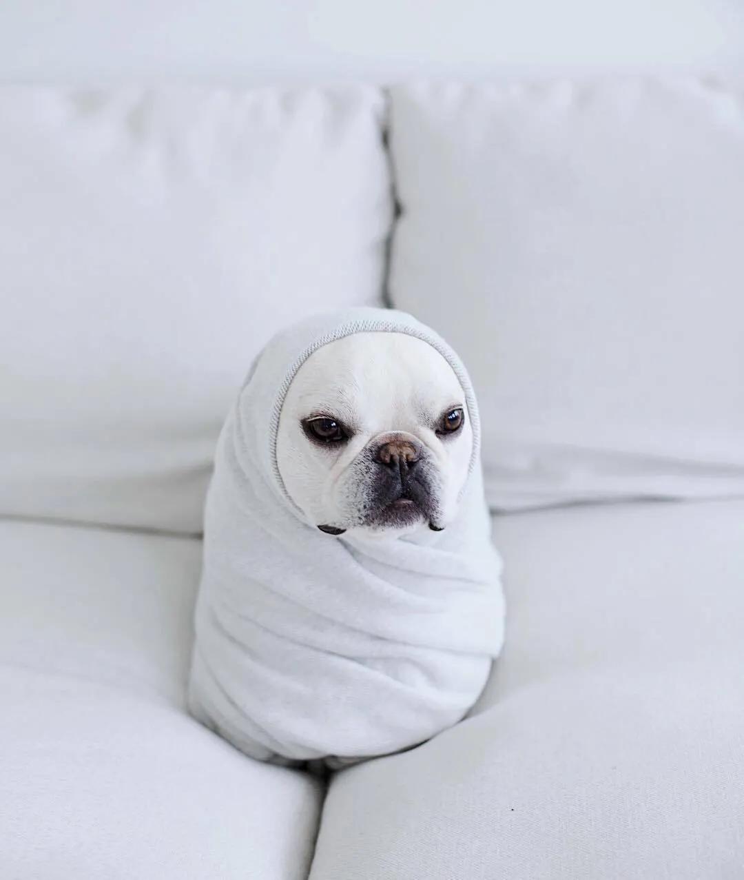 要不要买狗粮,有很多人不会选狗粮