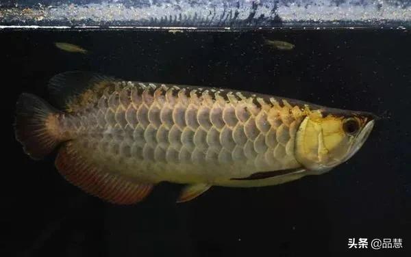 十种便宜又漂亮的龙鱼,一旦拥有别无所求是什么广告