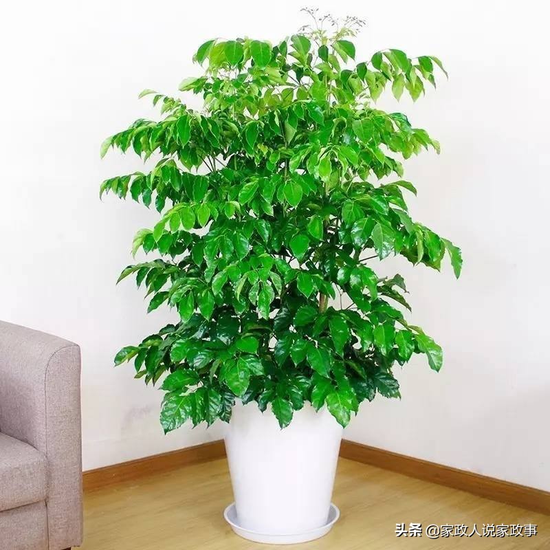 适合家庭摆放的大型绿植,推荐几种在家里摆放的绿植