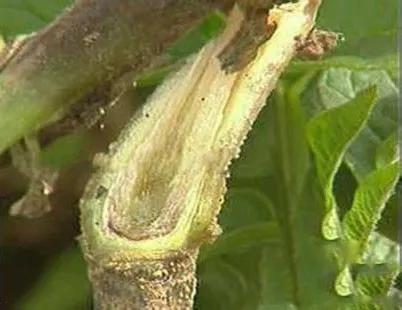 马铃薯的地下害虫有哪些,马铃薯种植技术及病虫害防治