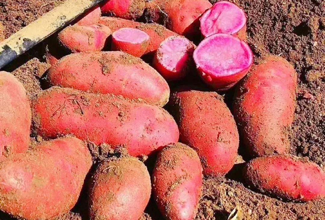 秋天银川旅游线路推荐,银川的秋天