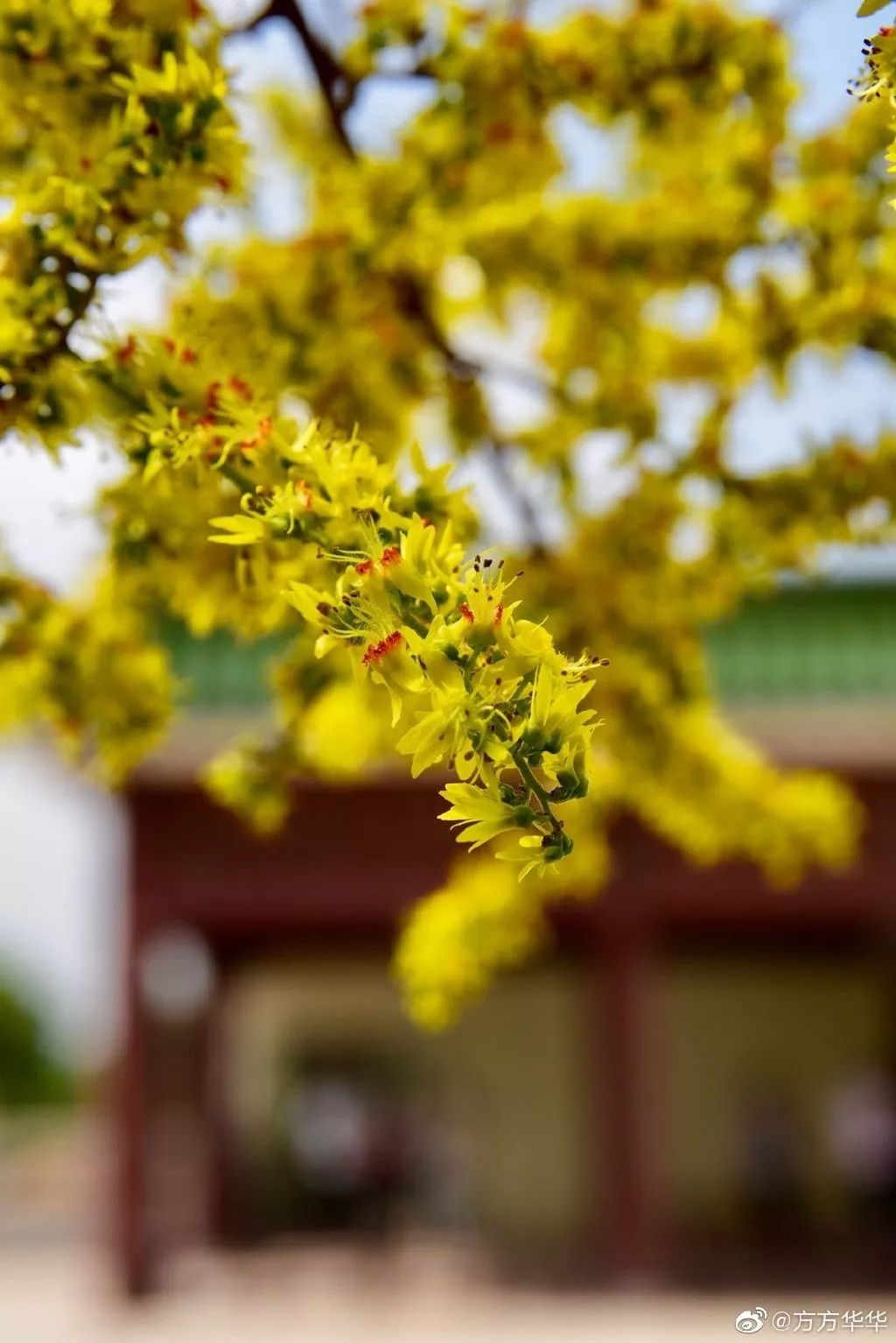 一到秋天南京就成了金陵,一入秋南京就成了金陵