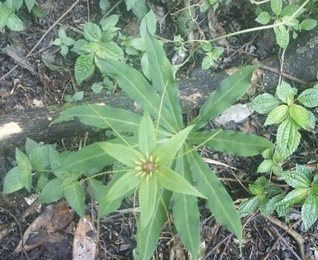 南方种什么药材树值钱,南方什么树最值钱又好
