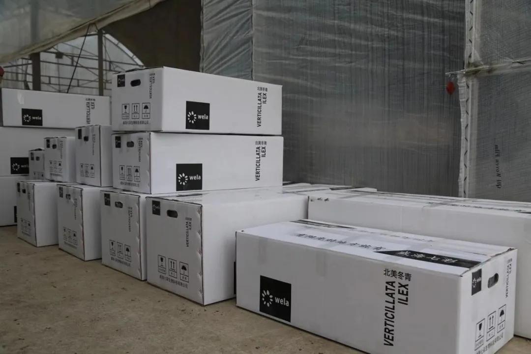 北美冬青耐阴么,北美冬青为什么这么贵