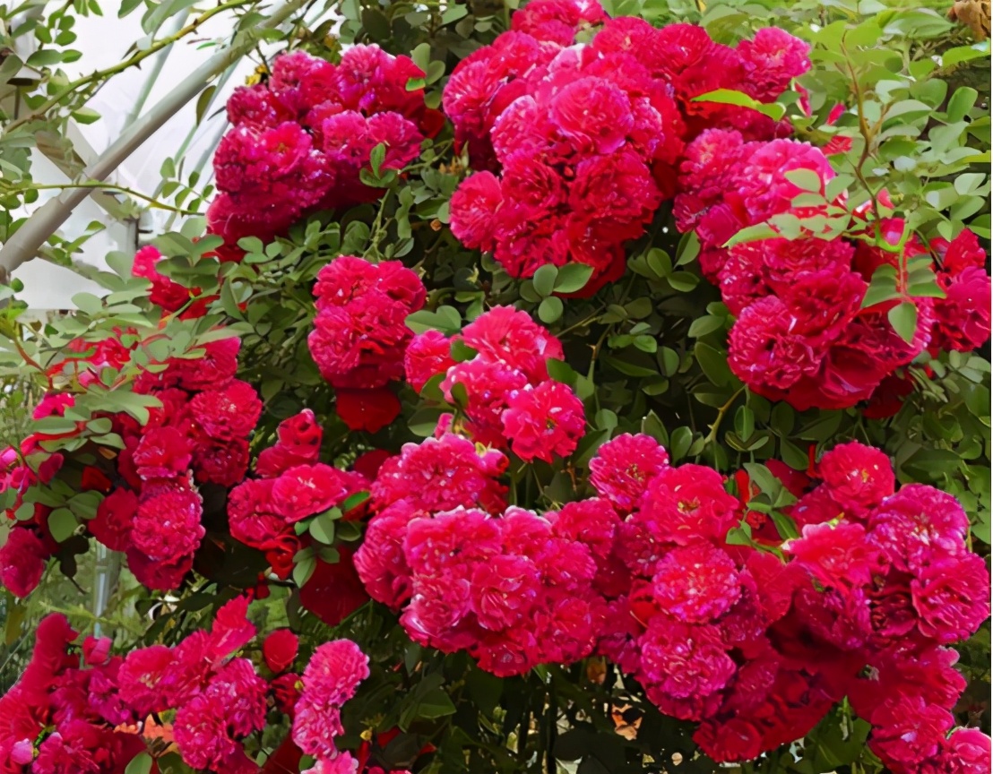 她40岁退休隐居,她40岁退休隐居无儿无女