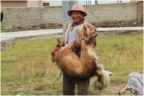 那些年我们养过的狗子,记者揭露藏獒黑幕