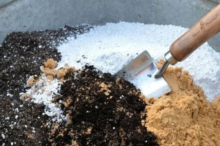 养死绿植的主要原因,绿植养护常见疾病及处理方法