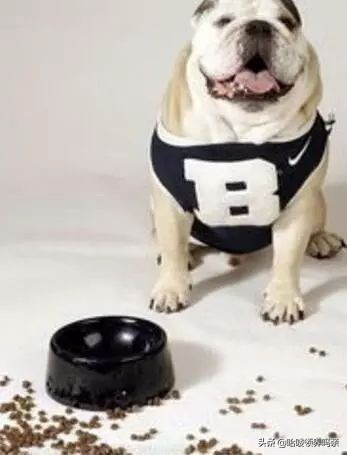 狗狗突然呕吐，背后的真相是什么？发现这几种情况，千万不能忽略