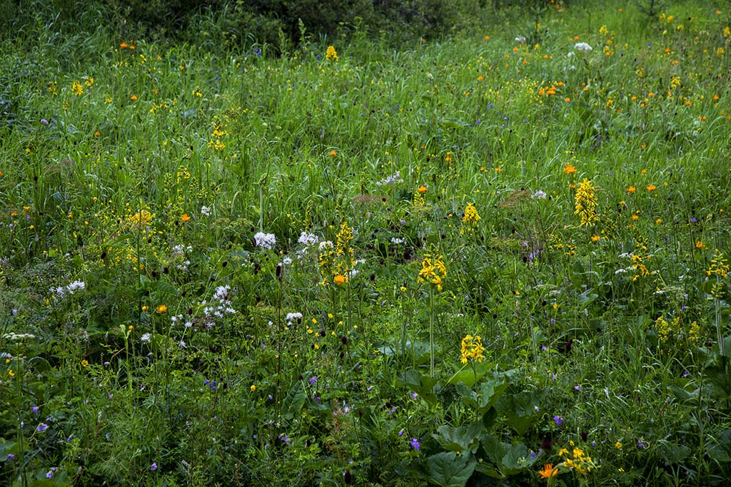河北承德坝上草原京北第一草原,京北第一草原和坝上草原嘉年华