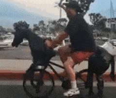 这只鹦鹉一直以为他是一只猴,所以每天都在重复做这个动作