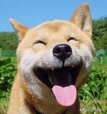 德国球员转会费最高,德国转会最多球员