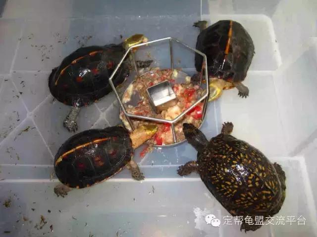 东部箱龟违法,东部龟饲养方法
