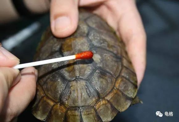 乌龟腐皮怎么用聚维酮碘药浴,聚维酮碘治疗乌龟腐皮需要泡多久