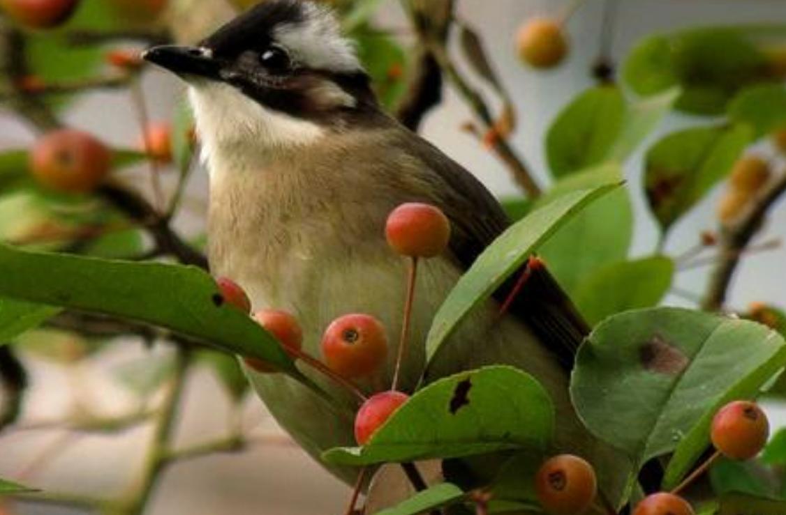 山竹被称为“水果皇后”,养生专家却提醒:以下几种人群不要吃!