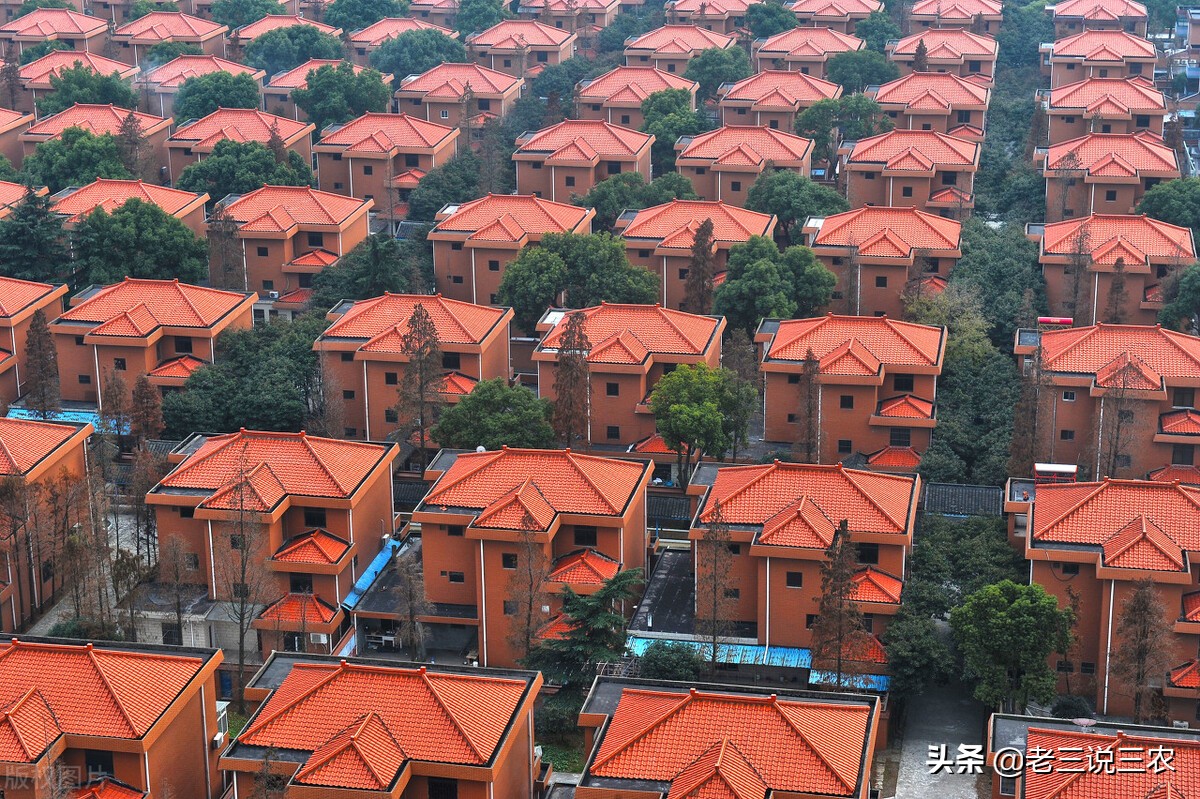 山西大哥养30头牛,山西大哥养牛