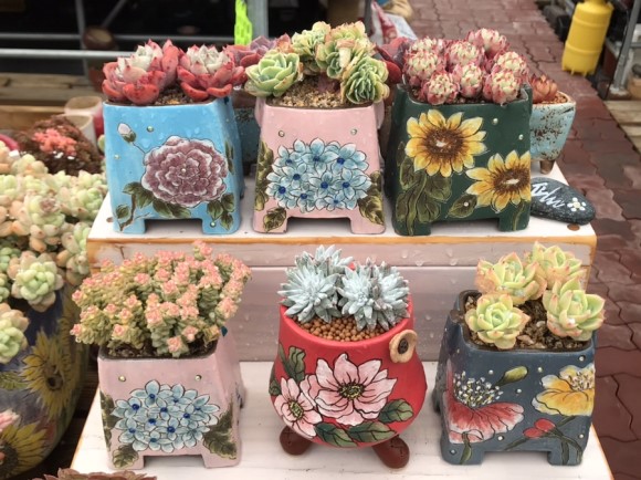 惊艳的韩国多肉,让人震撼的多肉