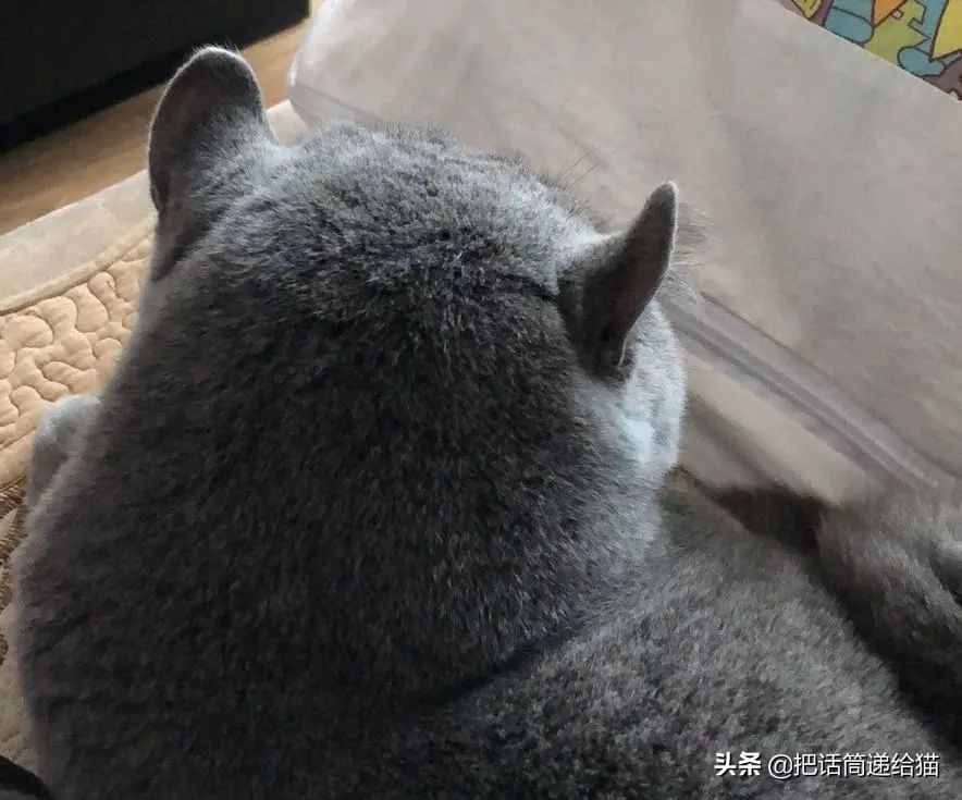 兔耳朵猫：我那么努力，就是为了能跟你永远在一起