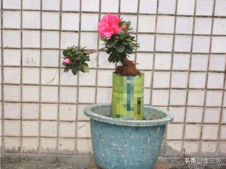 杜鹃斜飘式盆景制作过程,杜鹃盆景10种造型法