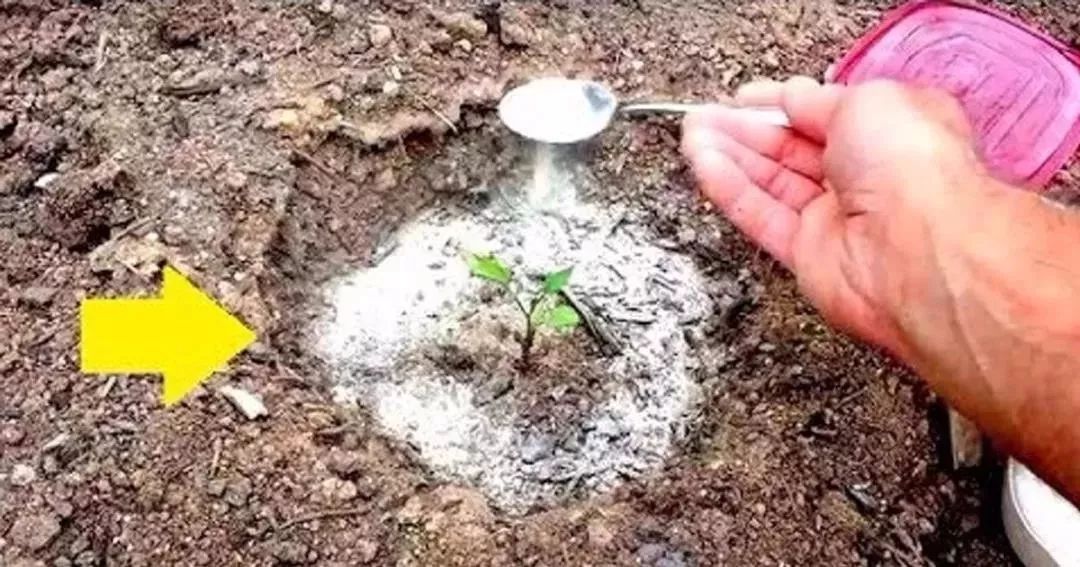 小苏打养花正确方法,小苏打是碱性为什么能用于养花呢