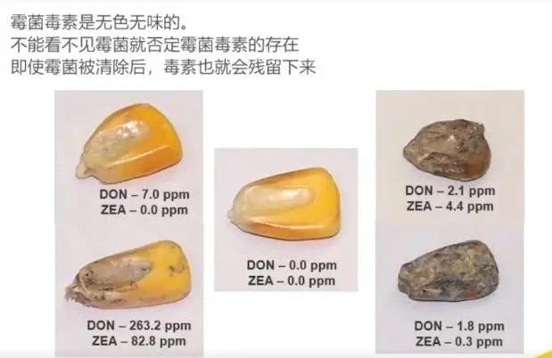 冠山红-解霉安，与众不同的设计和现场效果