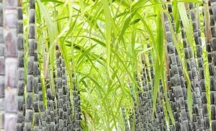 宫寒手脚冰凉怎么调理好得快,女人宫寒怎么治疗最好最快