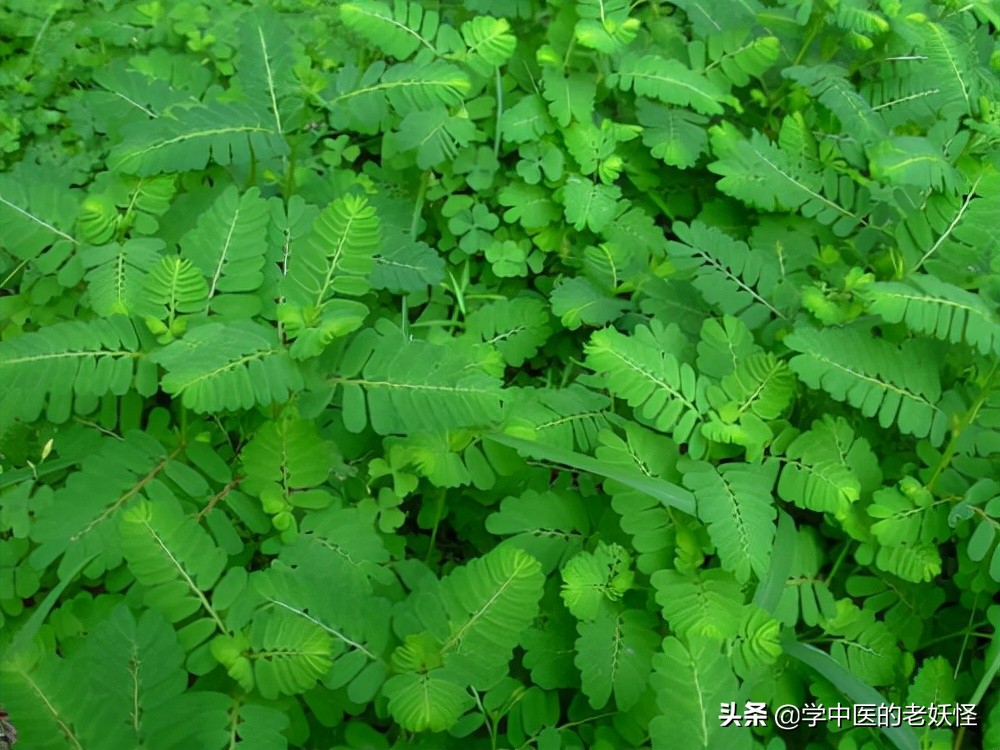 珍珠草的食用方法,珍珠草搭配什么中药治疗肝炎