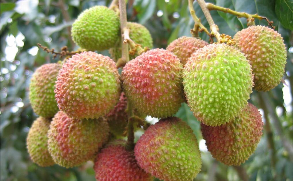 冷藏车厢的诞生之初既然没有制冷机?