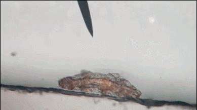 暑假孩子玩手机不如打篮球吧,儿童显微镜放大蚂蚁120倍