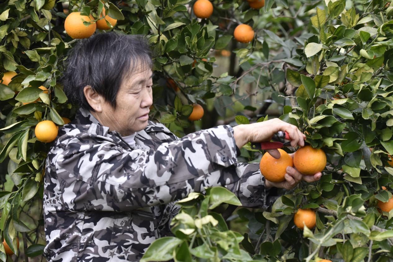 免狐扶贫项目上线，为麻阳甜橙解决销路难题