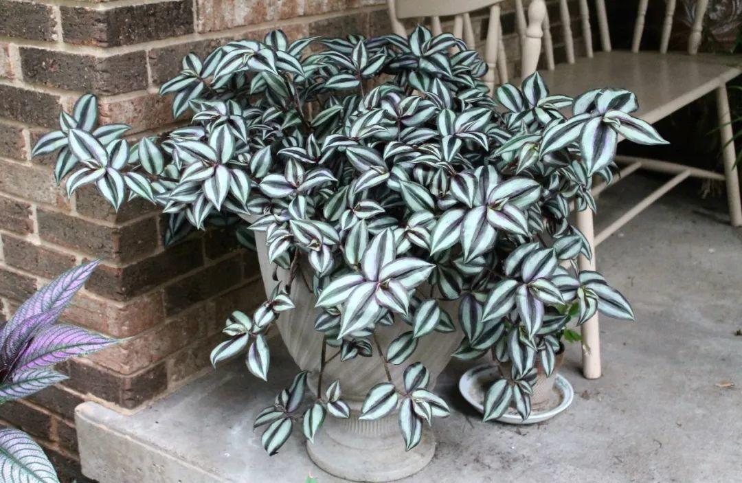 植物世界丨40款人见人爱的爆火花卉居然都是入侵植物，丢弃要犯罪