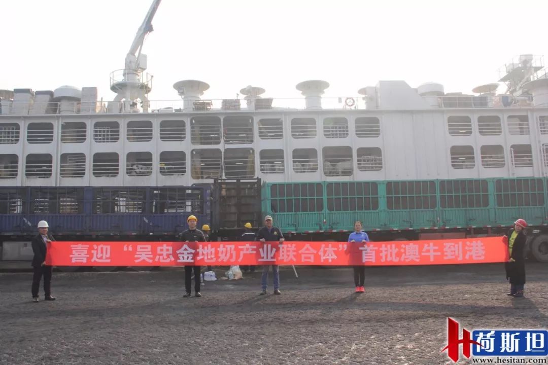 6000多头“澳妞”登陆京唐港中澳贸易即将零关税安格斯关税直降2%