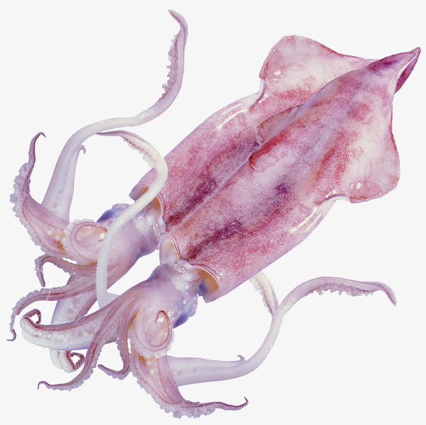 渤海湾野生海鲜图片,渤海湾海鲜为什么好