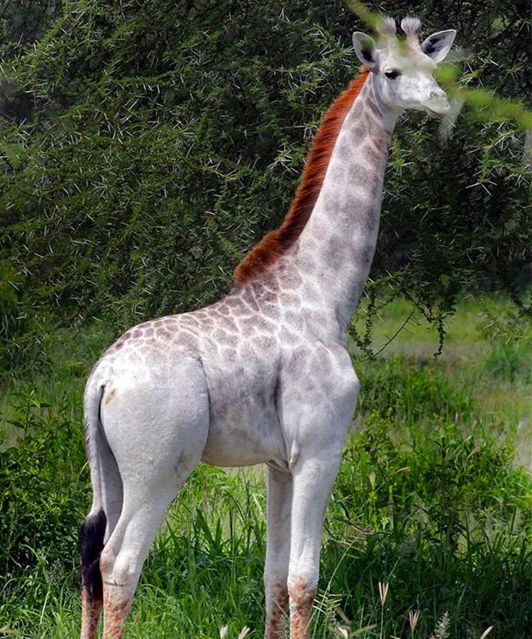 世间稀有的白色长颈鹿母子，在非洲被残忍猎杀，发现时只剩骨骼