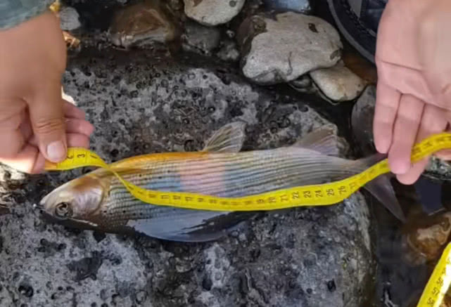 阿勒泰地区，追寻这种冷水溪流中的精灵“花翅子”现在已经禁钓